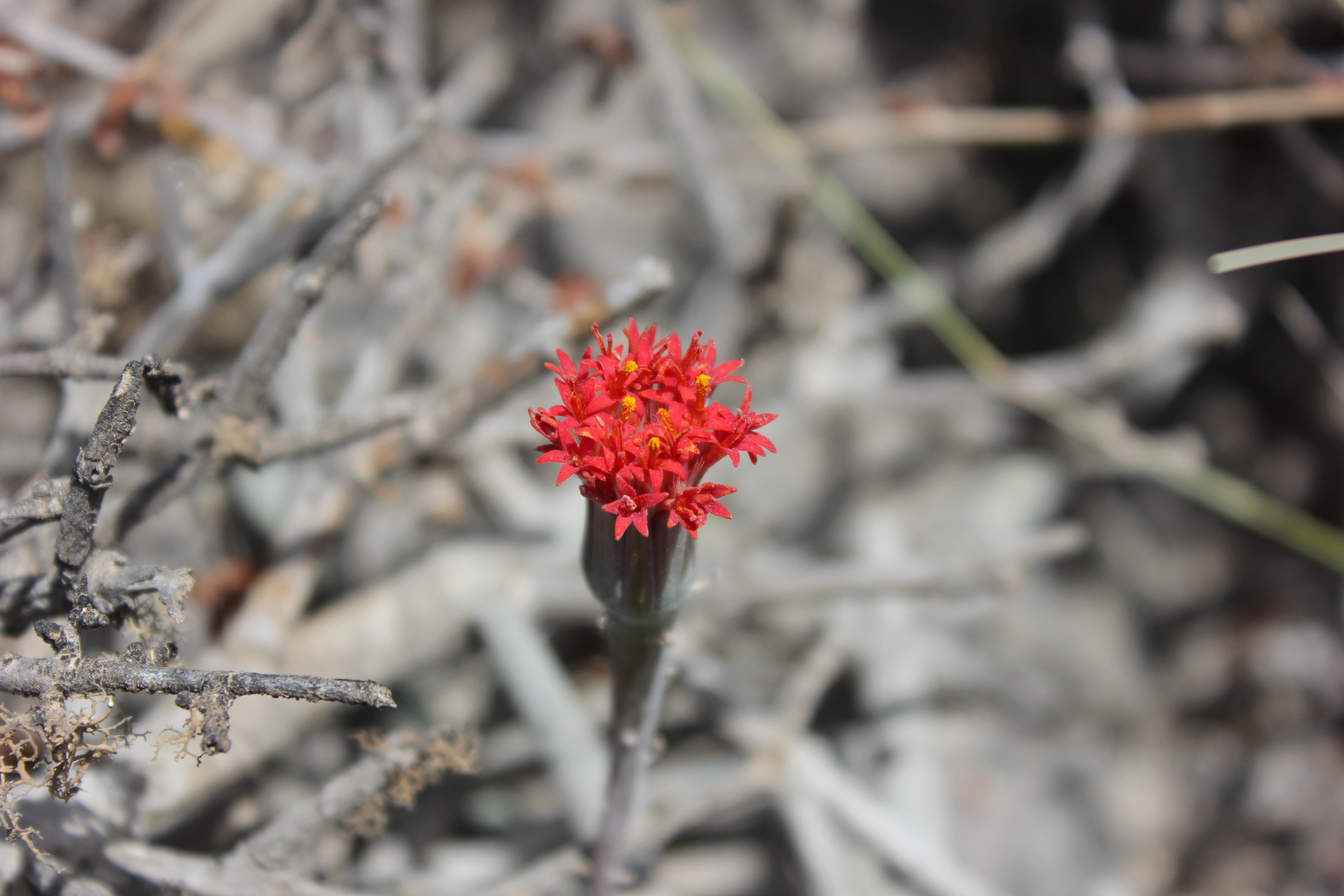 Plant Image